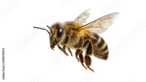 Canvas Print Detailed honey bee with fuzzy body and transparent wings, isolated on transparen