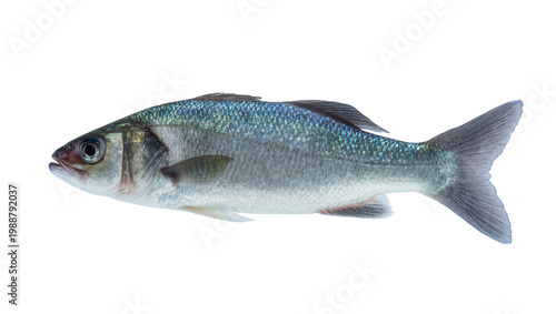 Tableau sur toile Single fresh sea bass fish with shimmering scales, isolated on transparent backg