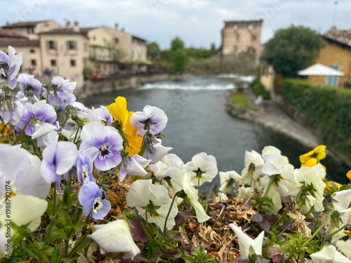Fotografie Colorful pansy flowers in the foreground with scenic view of Borghetto sul Minci