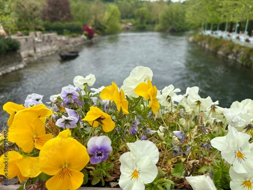 Fotografie Colorful pansy flowers in the foreground with scenic view of Borghetto sul Minci