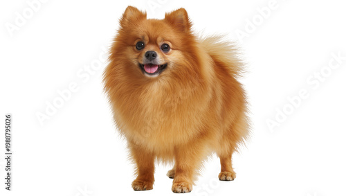 Cuadro en lienzo Fluffy orange Pomeranian dog standing, isolated on transparent background