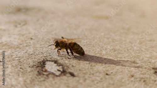 Macro footage of a honey bee regaining energy, moving on a sunlit surface and eventually flying away. Natural pollinator behavior in warm light.