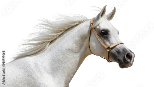 Cuadro en lienzo Elegant white Arabian horse with flowing mane and leather halter, isolated on tr