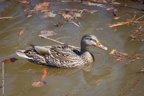 Canard femelle dans l'eau, jour, hiorizontal