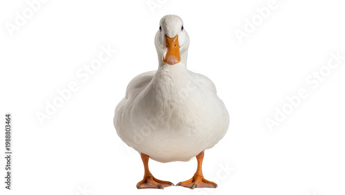 Schilderij op canvas Fluffy white duck with orange beak and feet, isolated on transparent background
