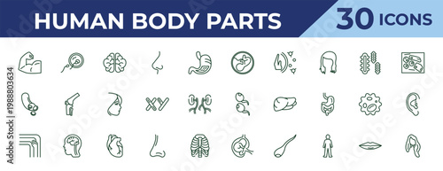 outline human body parts icons set - human fetus, blood vessel, bones joint. editable vector for web and mobile ui