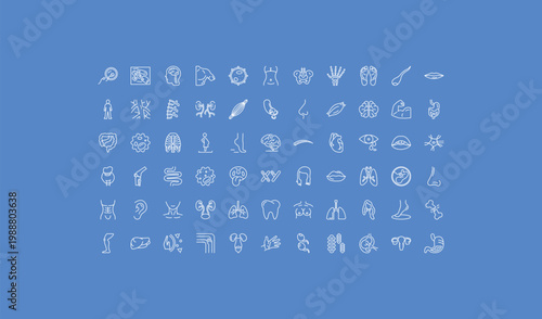 outline human body parts icons set - hip bone, blood vessel, human liver. editable vector for web and mobile ui