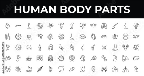 outline human body parts icons set - excretory system, masculine chromosomes, human muscle. editable vector for web and mobile ui