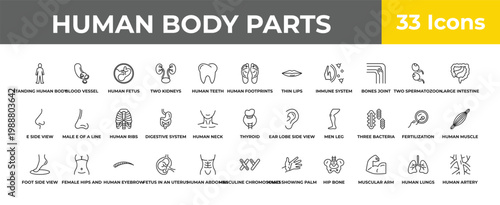 outline human body parts icons set - human ribs, female hips and waist, human artery. editable vector for web and mobile ui