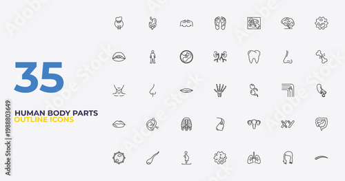 outline human body parts icons set - blood supply system, human uterus, human eyebrow. editable vector for web and mobile ui