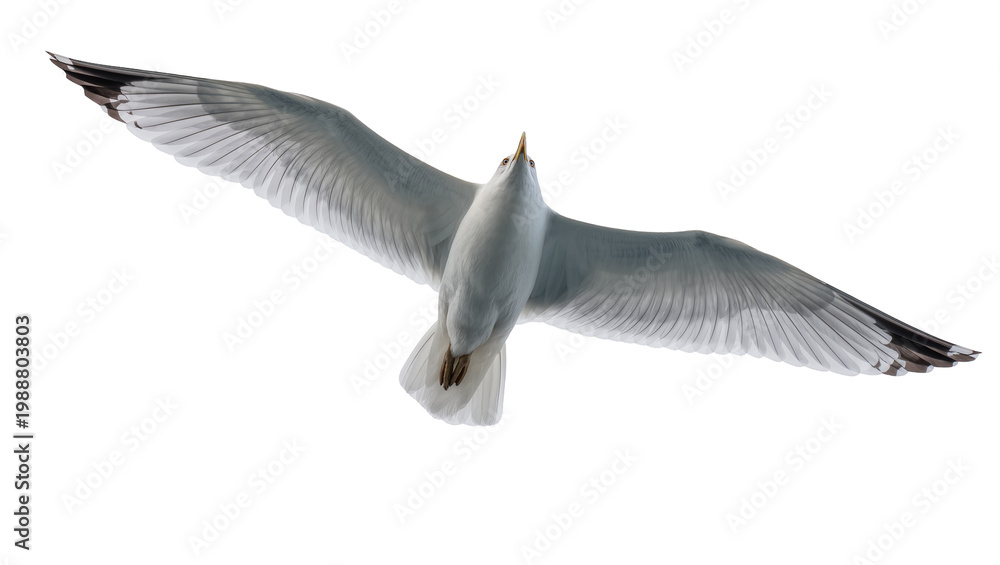 Naklejka premium White seagull with spread wings flying, isolated on transparent background