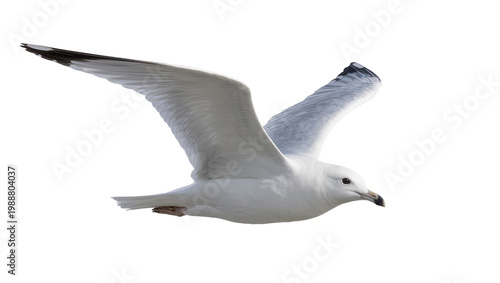 White seagull with black wingtips in flight, isolated on transparent background