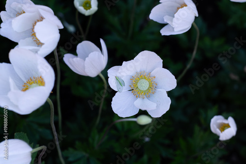 Foto Green Lacewing Rests On Snowdrop Anemone