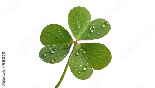 Quadro su tela Green clover leaf with water droplets, isolated on transparent background
