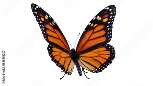 фотографія Monarch butterfly with vibrant orange wings and black veins, isolated on transpa