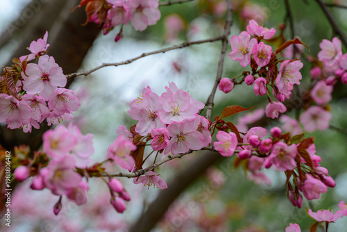 Pink cherry blossom flowers on branch in spring, sakura bloom close up with soft bokeh background, delicate petals and buds, seasonal nature floral background