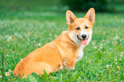 Happy Corgi dog with tongue out is sitting on the grass in park