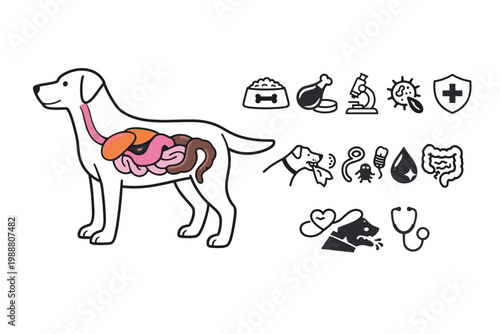 Dog Digestive System Anatomy Vector Illustration with Veterinary Health Icons Set for Pet Care, Nutrition, Parasites, Stomach Issues, Intestinal Health, and Medical Diagnosis Infographic Design.