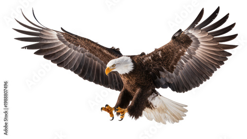 Obraz na plátne Majestic bald eagle with spread wings talons extended, isolated on transparent b