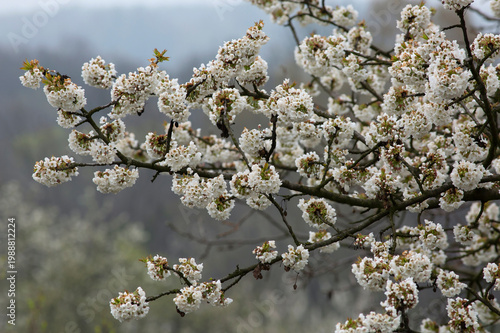 Gałąź kwitnącego drzewa Czereśni w słońcu – wiosenny sad, białe kwiaty.
