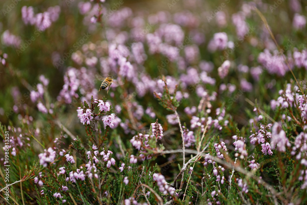 Fototapeta premium Honey bee in flight over blooming heather
