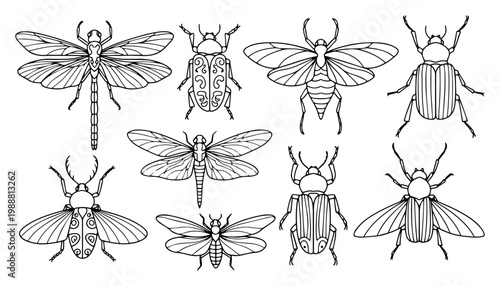 Insects line art collection, hand drawn beetles dragonflies and cicadas set for coloring book and tattoo inspiration