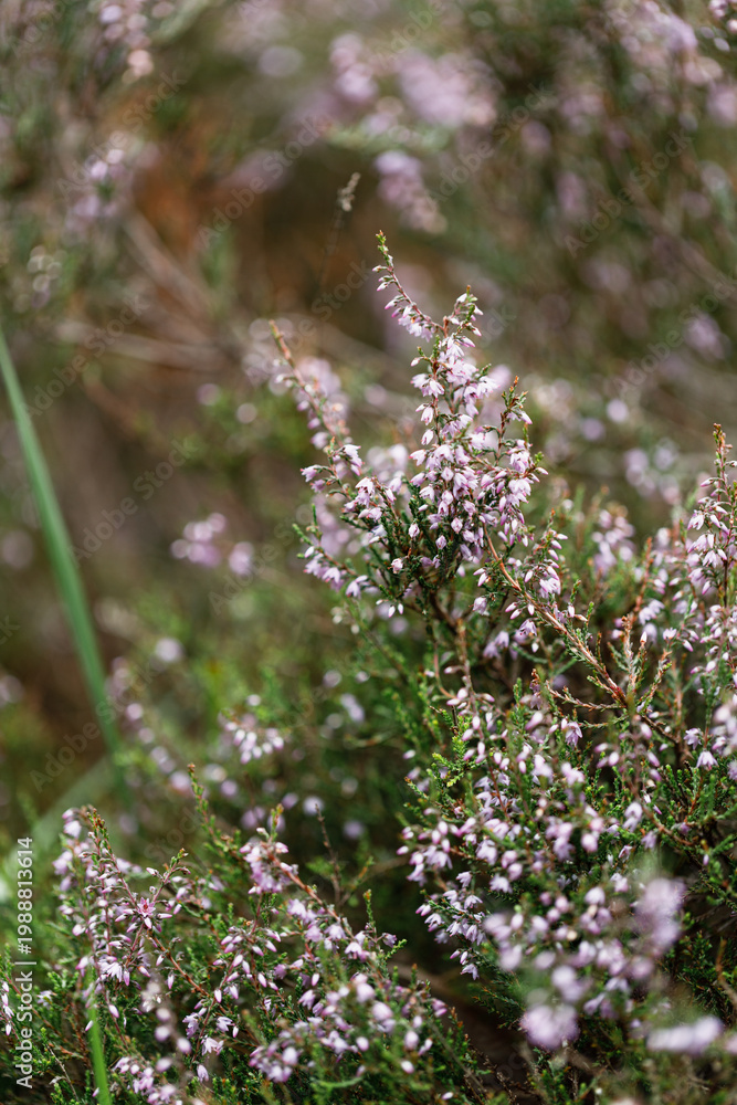 Obraz premium Heather stems with pink flowers and soft bokeh