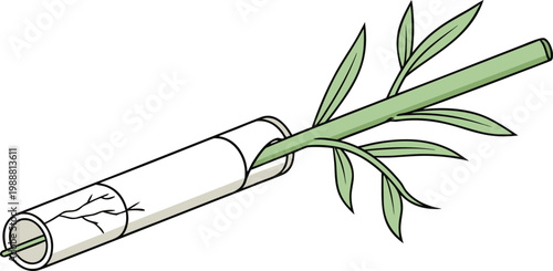 Bamboo plant growing through a white PVC pipe, isolated on a plain background.