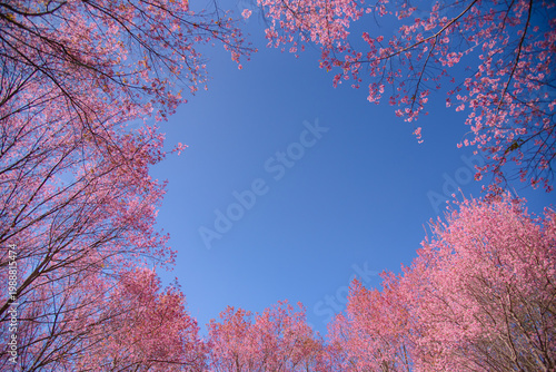 Bild auf Leinwand Stunning low angle view of pink Wild Himalayan Cherry blossoms framing a clear blue sky