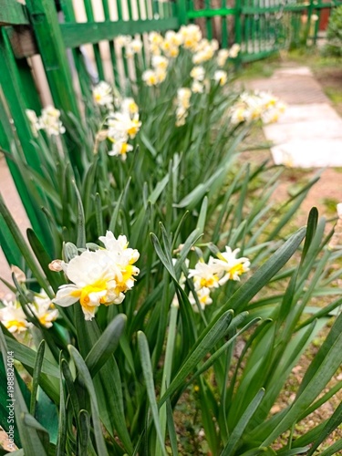 Spring garden . Narcissus . High quality photo