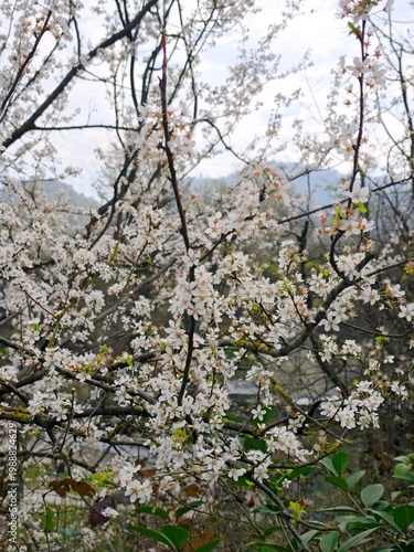 Cherry tree blossom .High quality 