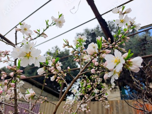 Almond tree in bloom . High quality photo