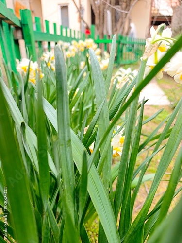 Spring garden . Narcissus . High quality photo