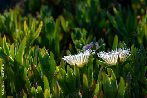 Foto A pair of white sea fig flowers catching the bright morning light, surrounded by deep green succulent leaves
