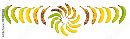 Banana Ripeness Cycle, A colorful display of bananas showing their ripening stages from green to yellow to brown