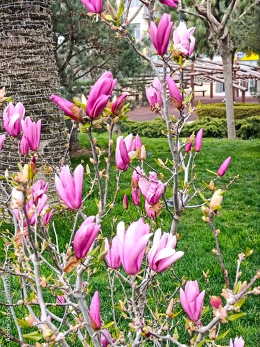 Beautiful magnolia in the park . High quality photo