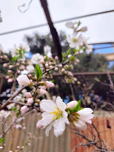 Almond tree in bloom . High quality photo