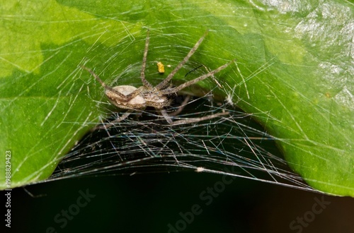 Canvas-taulu Female American nursery web spider Pisaurina mira arachnid nature night