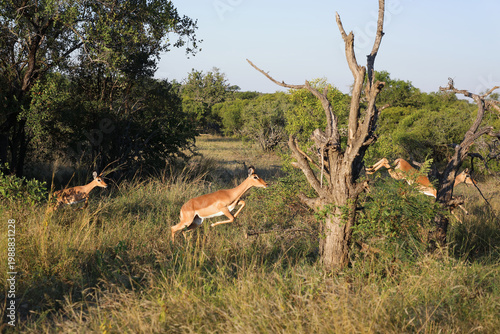 Fotografie Schwarzfersenantilope / Impala / Aepyceros melampus