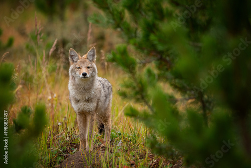 Foto Coyote
