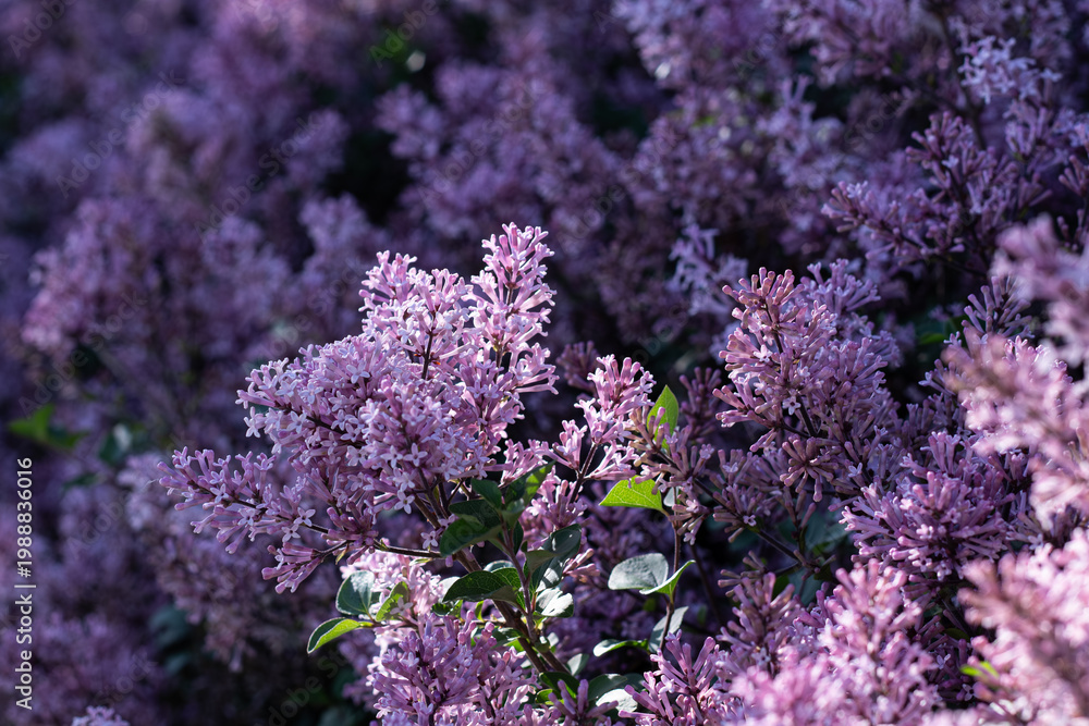 Fototapeta premium Beautiful Purple Masses Of Fragrant Korean Lilac Blossoms