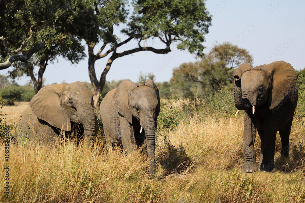 Fototapeta premium Afrikanischer Elefant / African elephant / Loxodonta africana