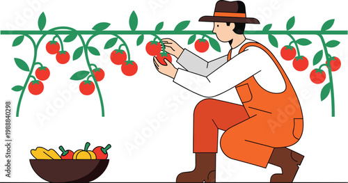 Farmer Harvesting Fresh Tomatoes from Garden Plant with Vegetable Bowl in Flat Line Art Style for Agriculture, Organic Farming, and Food Production Concept Designs