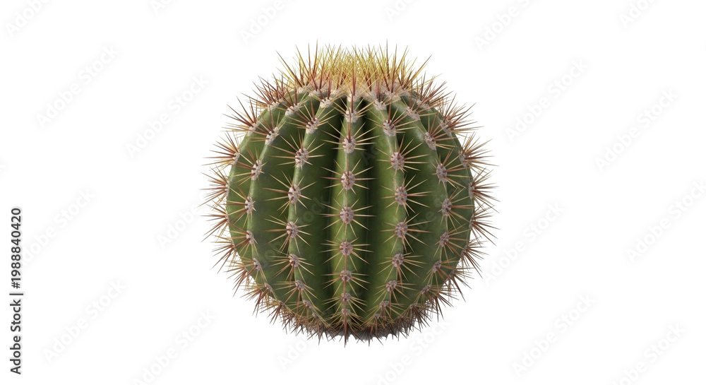 Fototapeta premium Round barrel cactus with golden spines