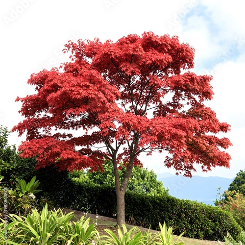 A vibrant Japanese maple explodes with crimson leaves against a cloudy sky. Lush green bushes surround it