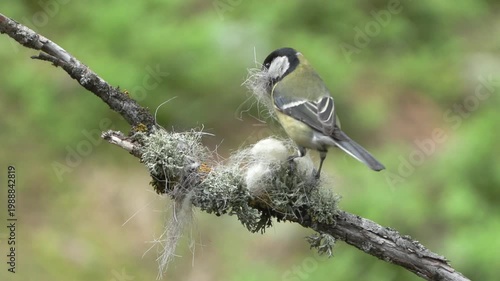Cinciallegra sotto la nevicata – Great tit in snowfall – Parus major