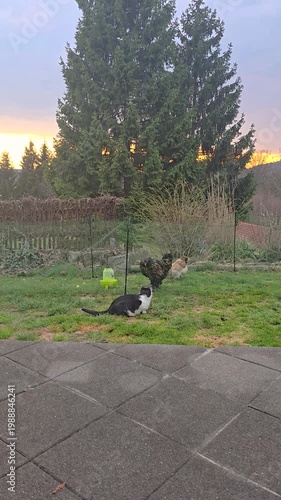 Cat watching backyard chickens in garden enclosure showing animal interaction and small scale farming scene