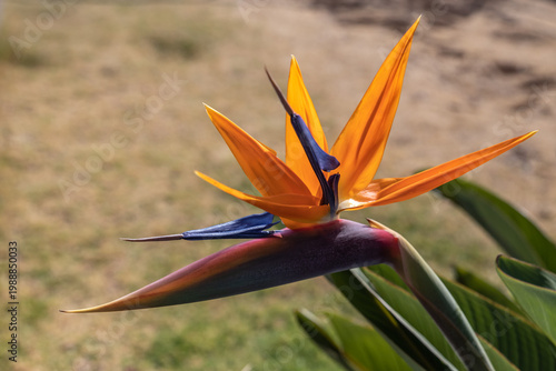 Ponta do Pargo (Ile de Madère, Portugal, Océan atlantique) - Vue colorée d'un oiseau du paradis