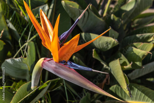 Ponta do Pargo (Ile de Madère, Portugal, Océan atlantique) - Vue colorée d'un oiseau du paradis