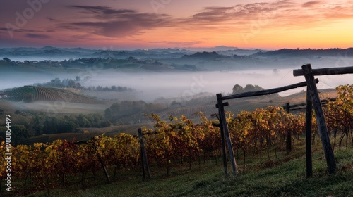 nebbiolo. Nebbiolo vineyard on Piedmont hills at sunrise with morning mist over grapes. menu design, packaging mockups, designed for culinary blogs and recipe cards for restaurants.
